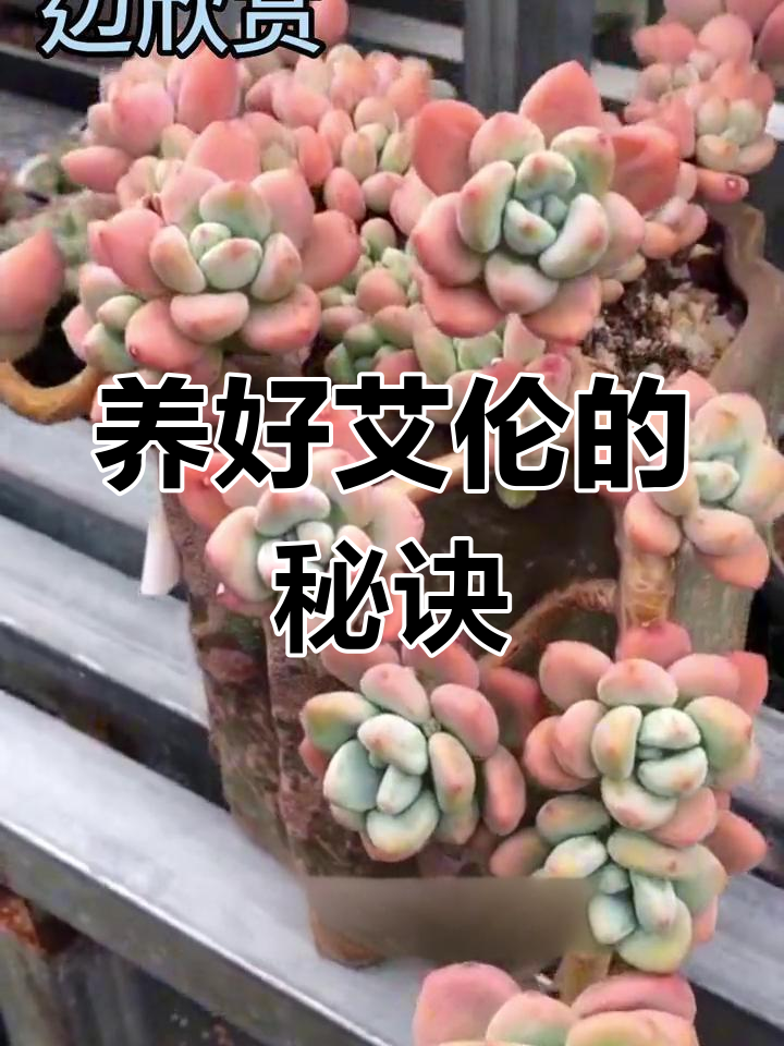 艾伦多肉养护全攻略:从土壤到光照,教你如何避免掉叶
