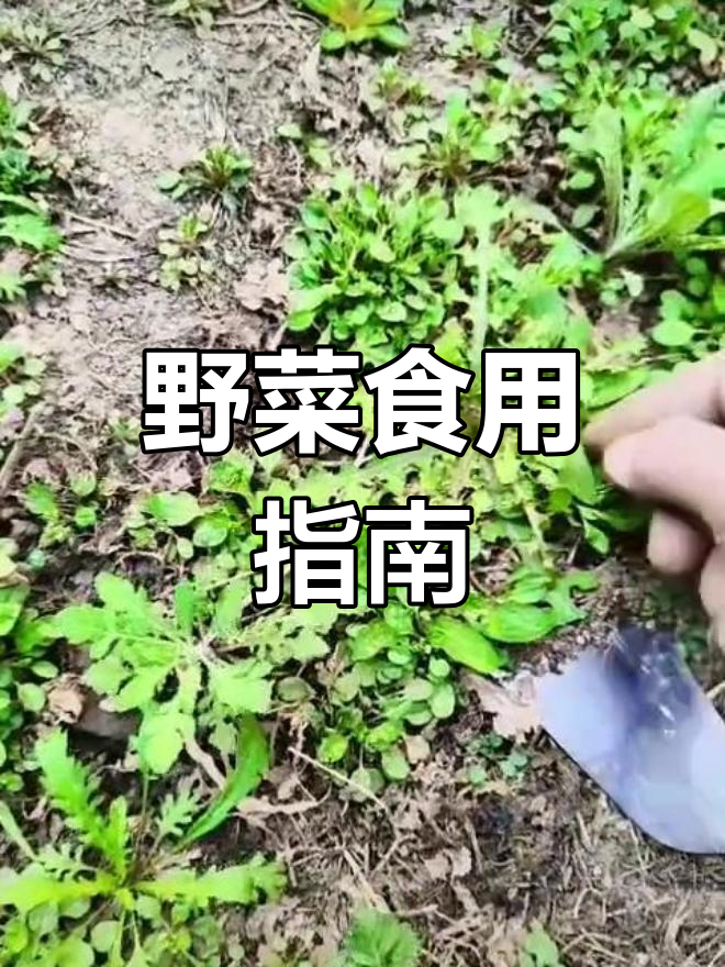 野菜虽美味,但苦味各异,食用前需了解其功效与禁忌