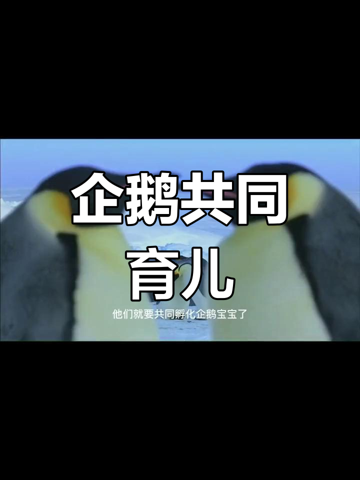 企鹅爸爸孵蛋,妈妈守护宝宝成长
