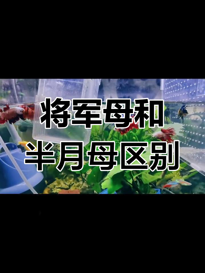 泰国斗鱼将军母与半月母的区别