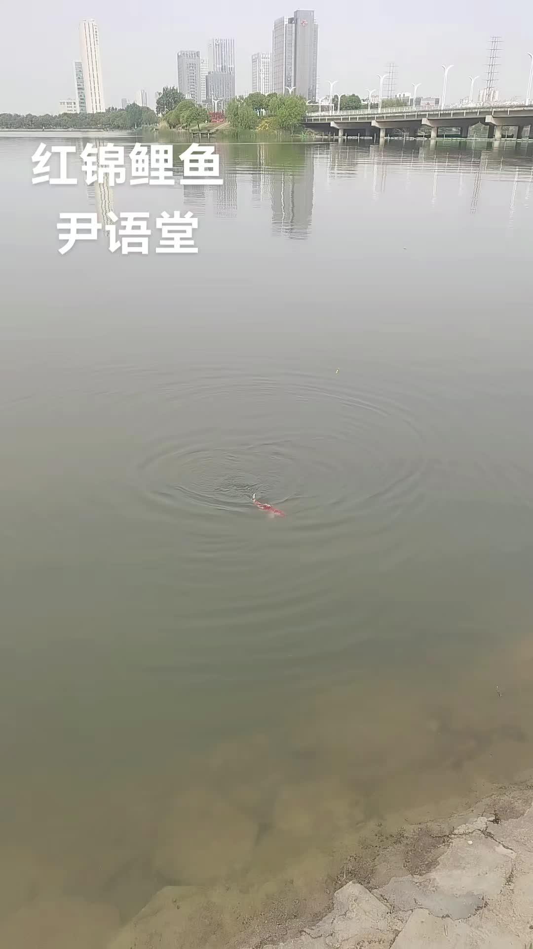 红锦鲤鱼~鲤鱼跳龙门 红锦鲤鱼在中国文化中承载着丰富的文化内涵和精神寄托,其鲜艳的红色与优