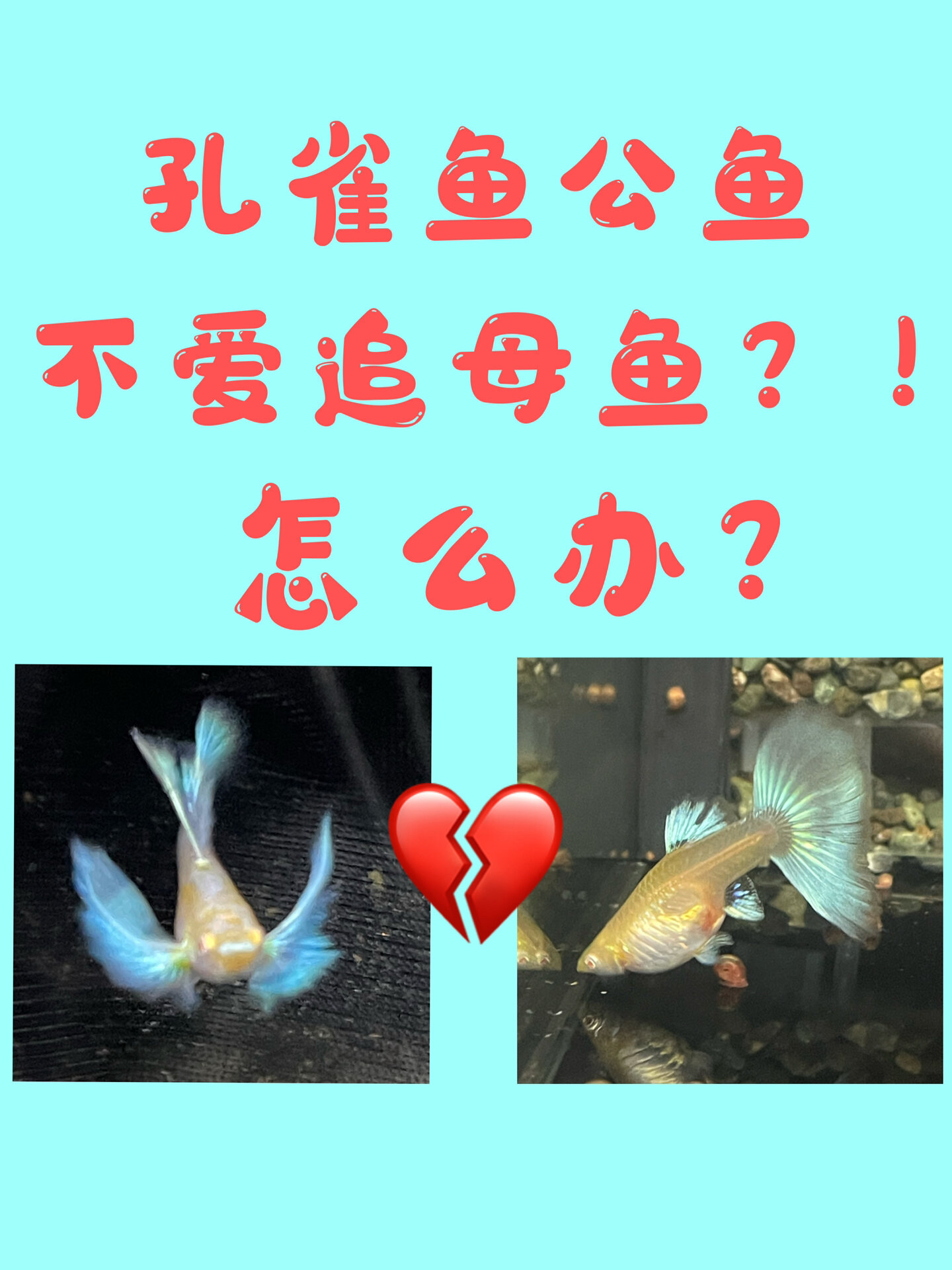 孔雀鱼公鱼不追母鱼的处理办法