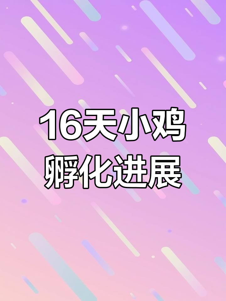 小鸡孵化到16天,发育惊人!尿囊变化与羽毛生长全程记录