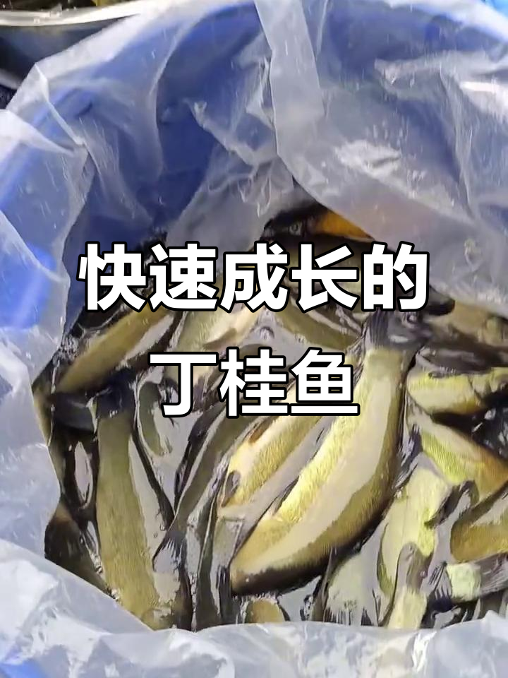 丁桂鱼:皮肤能呼吸的神奇鱼类,生长迅速又营养丰富