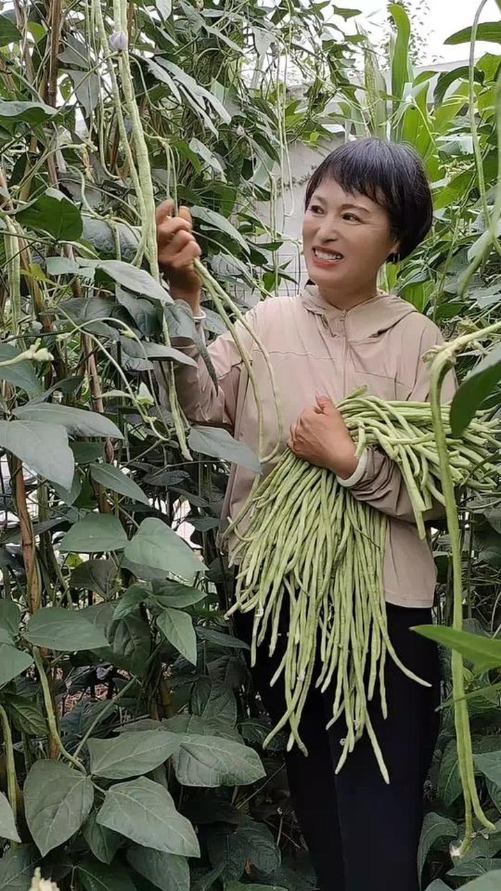 乡村小菜园里的茄子辣椒豆角真诱人
