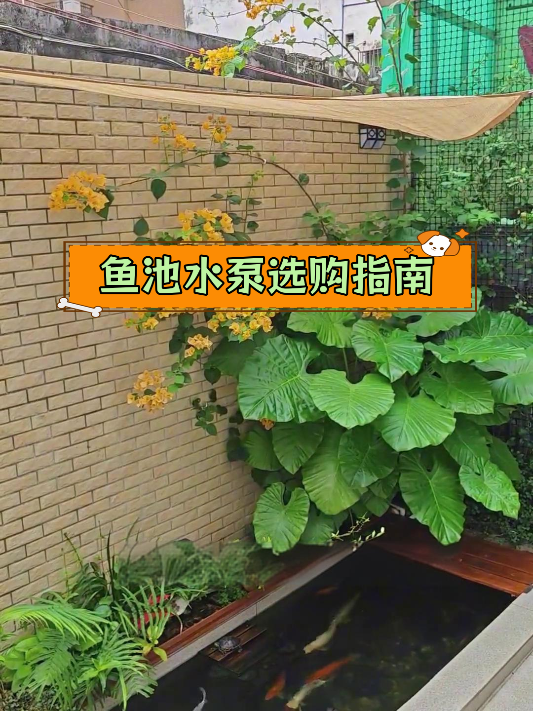 如何选择适合鱼池的水泵,流量与扬程如何匹配?