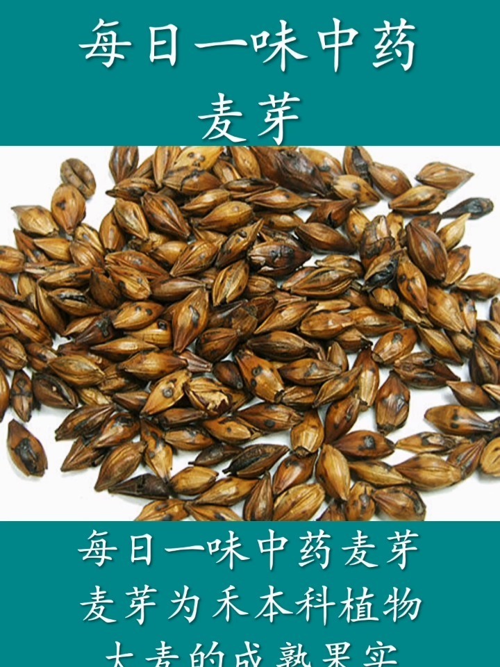 每日一味中药麦芽