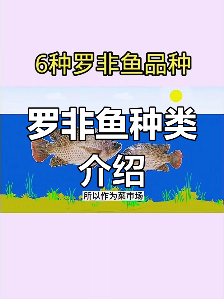 广东水域常见罗非鱼品种解析