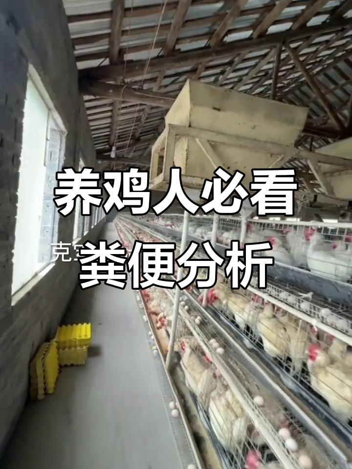 鸡粪颜色变化揭示健康密码,三步判断粪便异常