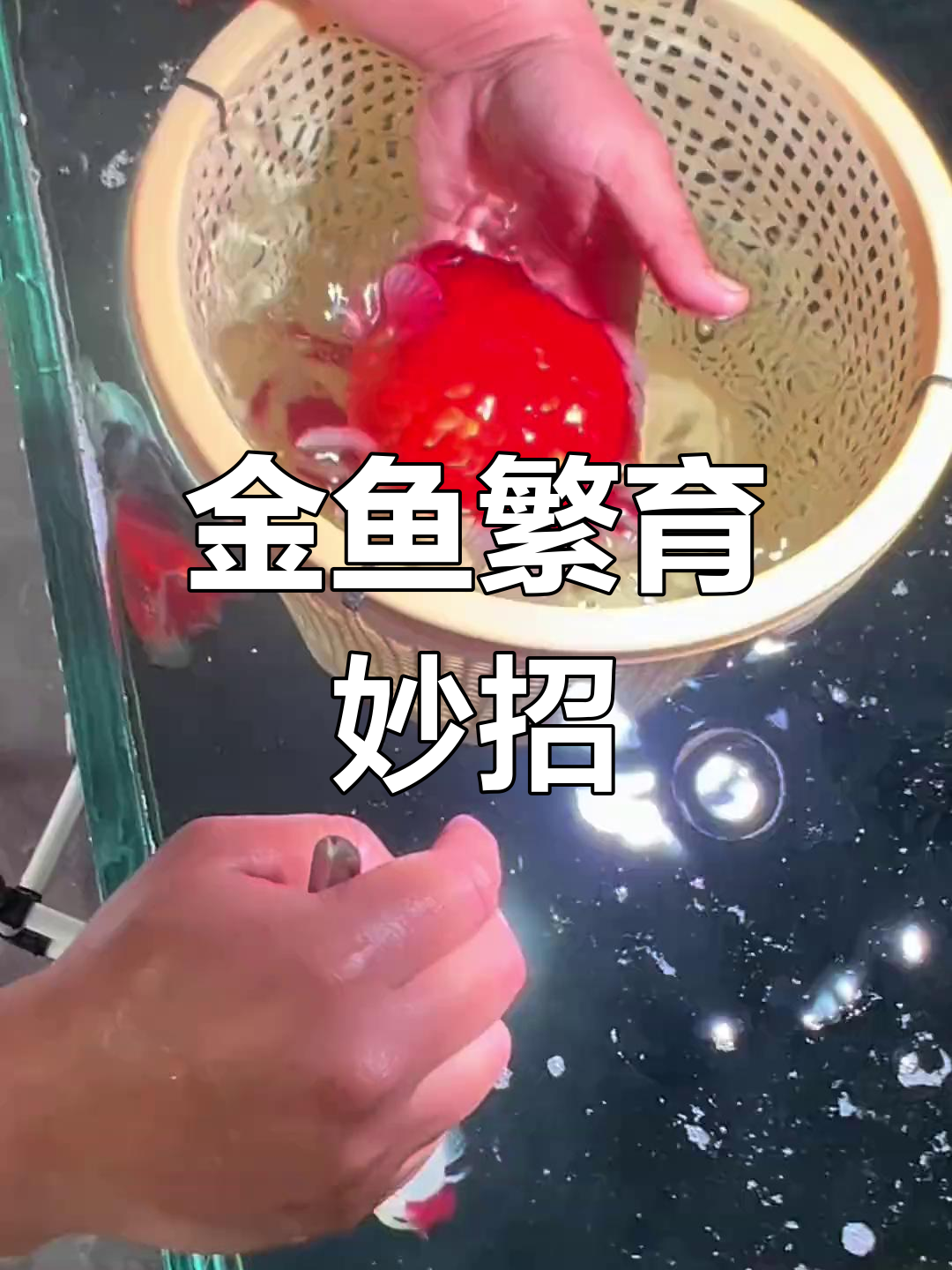 金鱼繁殖小技巧,公母比例不足怎么办?