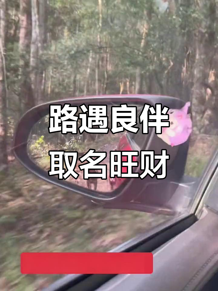 旺财相伴,一路同行,妈妈包子喂不停