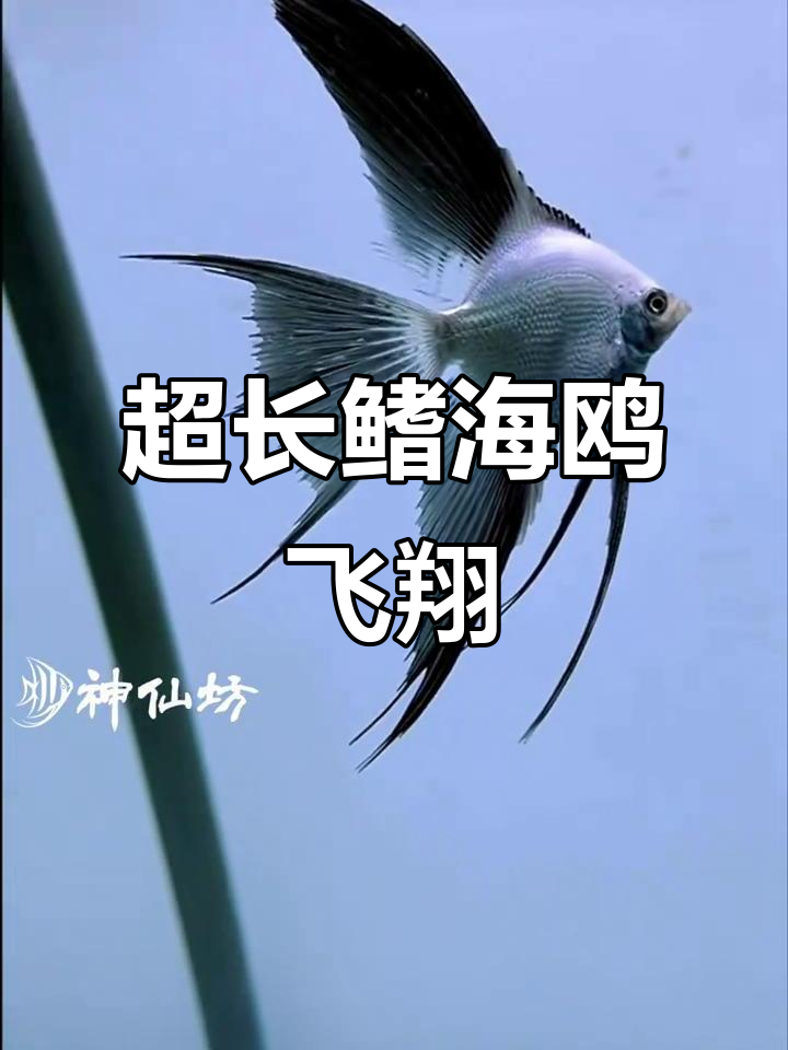 神仙鱼超长鳍海鸥,飞行姿态惊艳!