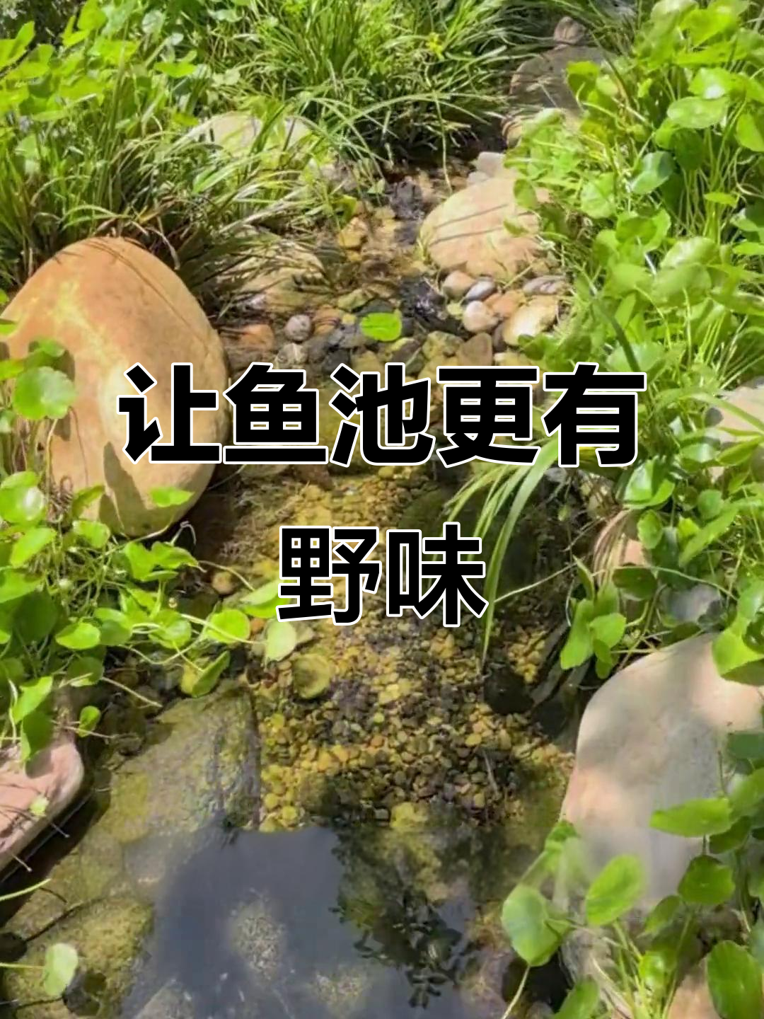 打造自然生态鱼池,让溪流更野趣!