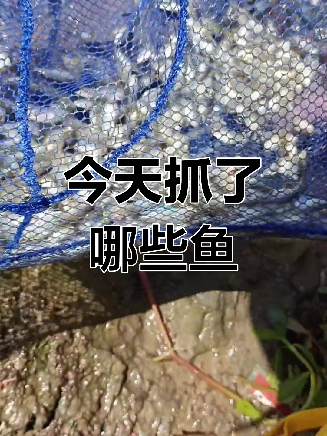 抓鱼大作战:斗鱼与旁皮鱼的收获