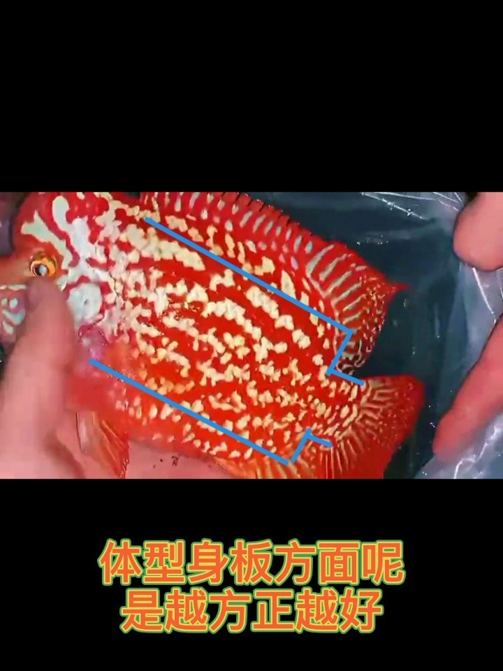罗汉鱼的挑选以及饲养教程