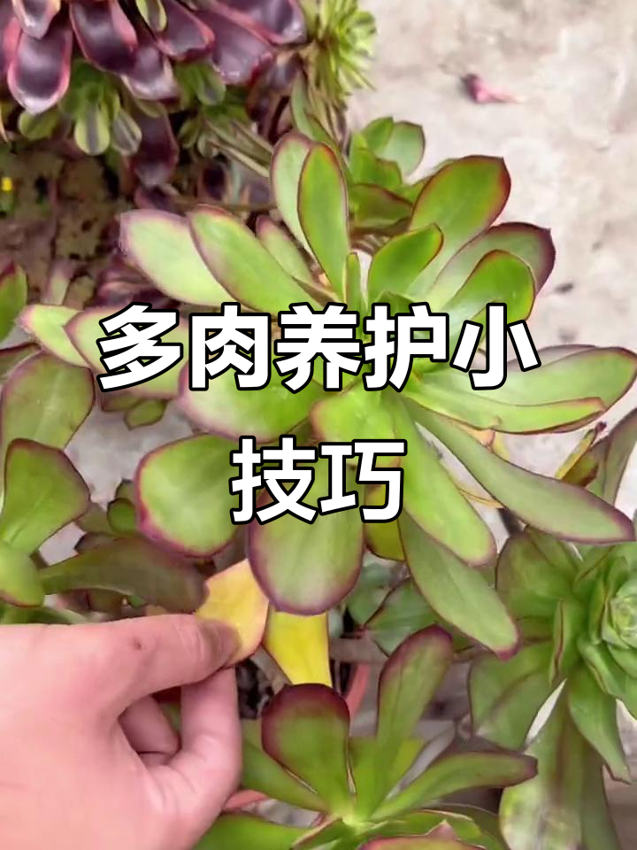多肉植物常见问题大揭秘,黄叶、焦腐怎么办?