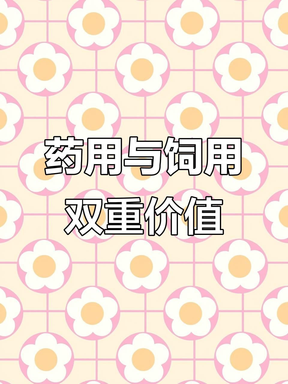 9月长裂苦苣菜，清热解毒消肿利尿