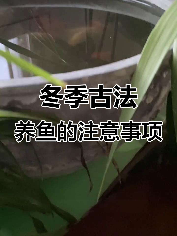 室外古法养鱼如何过冬?从密度到打养的技巧