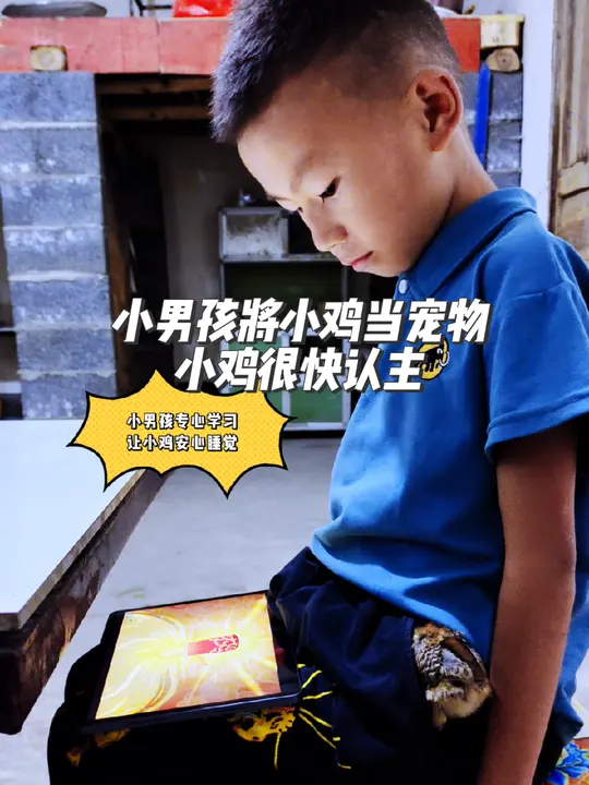 万物有灵，小男孩养落单小鸡，小鸡很快认主！