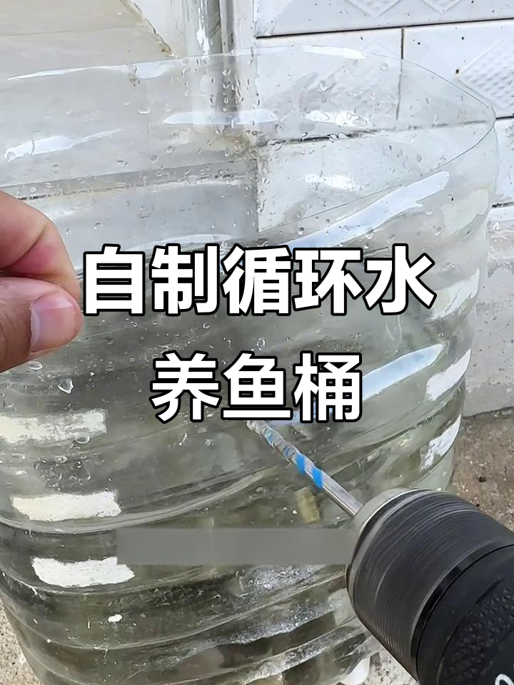循环水鱼桶制作技巧,让活鲫鱼保鲜一个月
