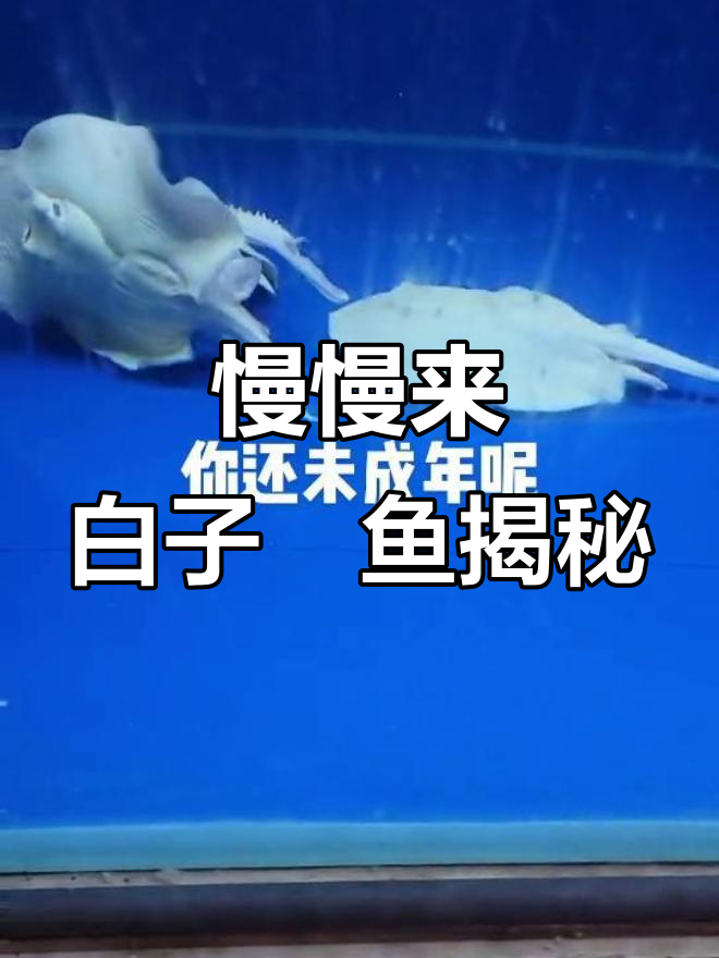 你还年轻,别急!古州魟鱼和白子魟鱼的秘密