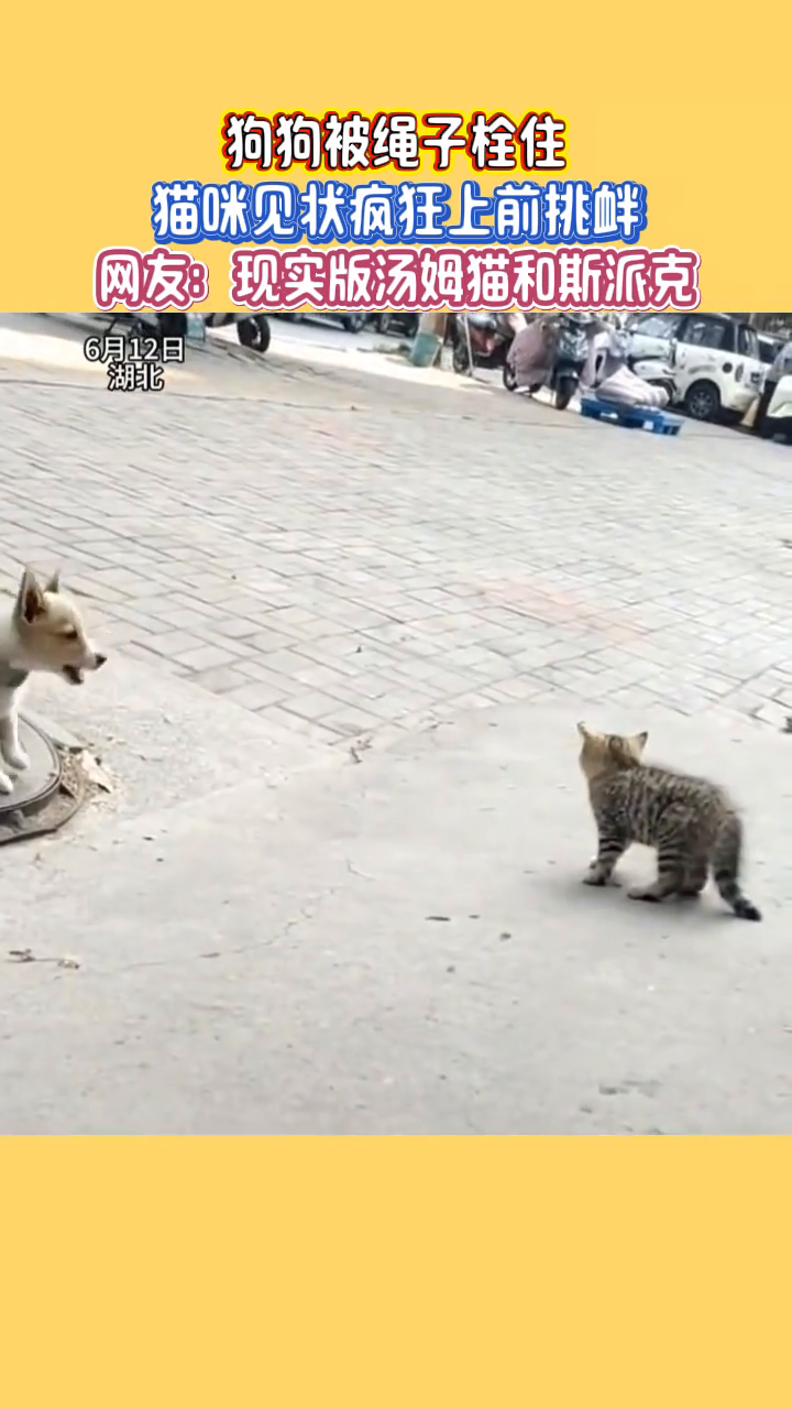 现实版汤姆猫和斯派克