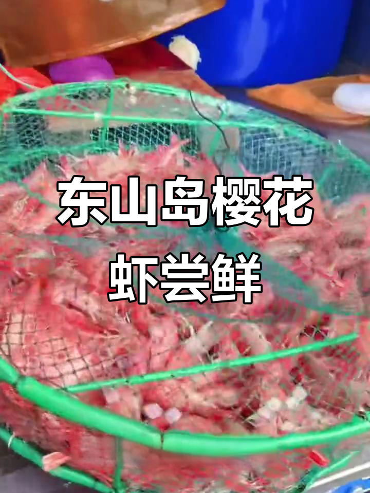 福建东山岛樱花虾,北极甜虾更美味,刺身爱好者必试