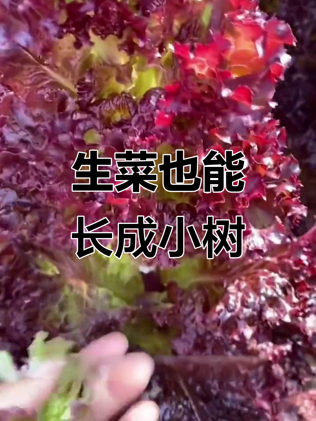 紫叶生菜,营养丰富如小树般生长