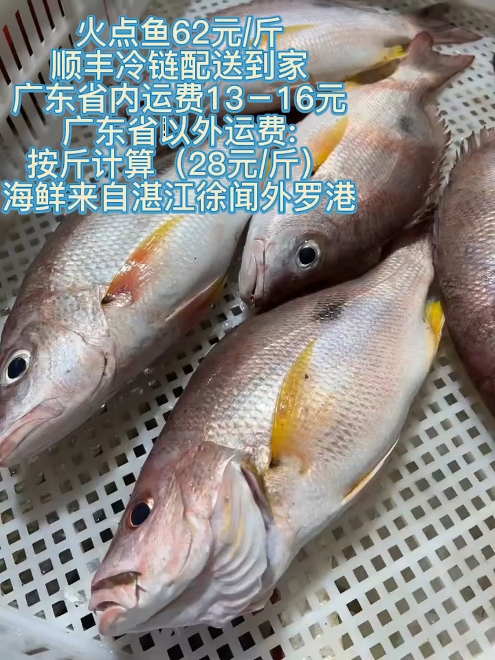 火点鱼62元/斤顺丰冷链配送到家