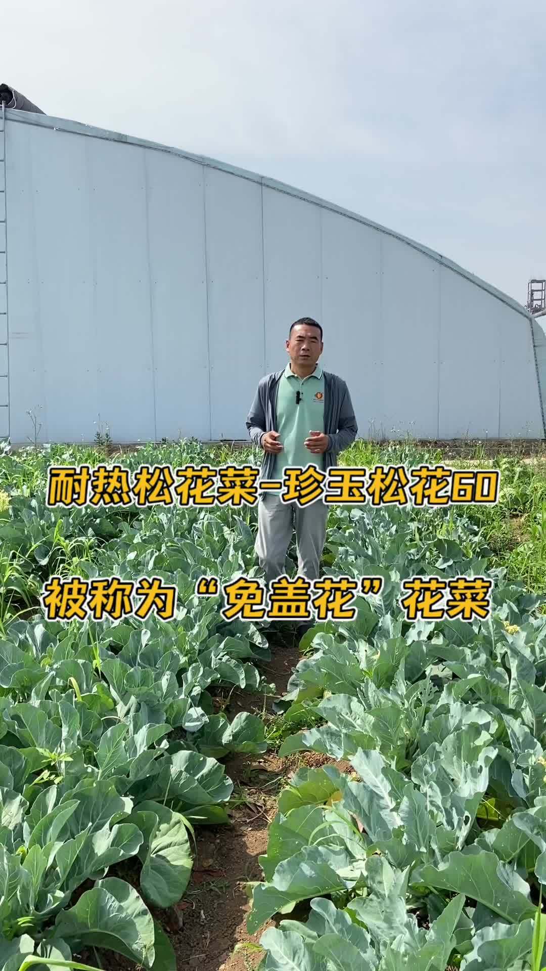 被称为“免盖花”的耐热松花菜-珍玉松花60,早熟、花球洁白!农业种植 三农 蔬菜种植