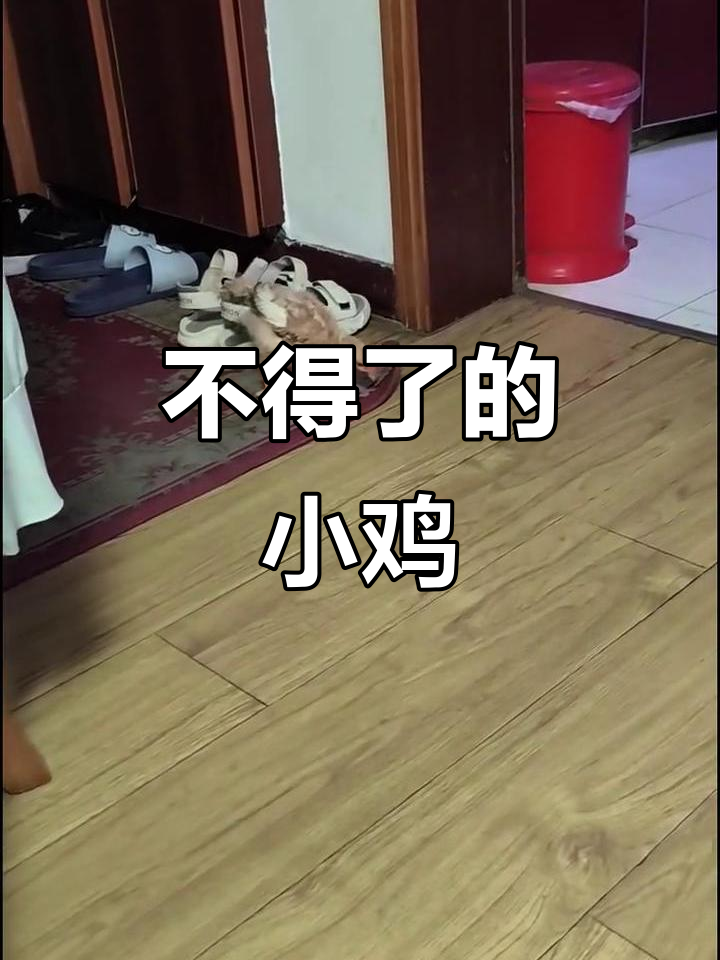 这只臭小鸡太搞笑了，简直笑翻了！
