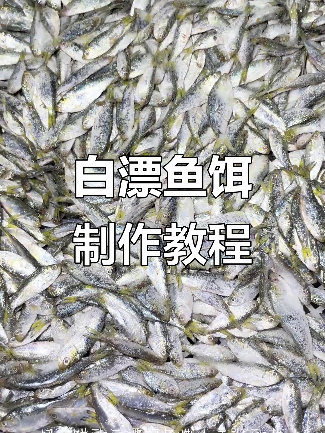 新鲜白漂鱼饵制作技巧，轻松钓大鱼！