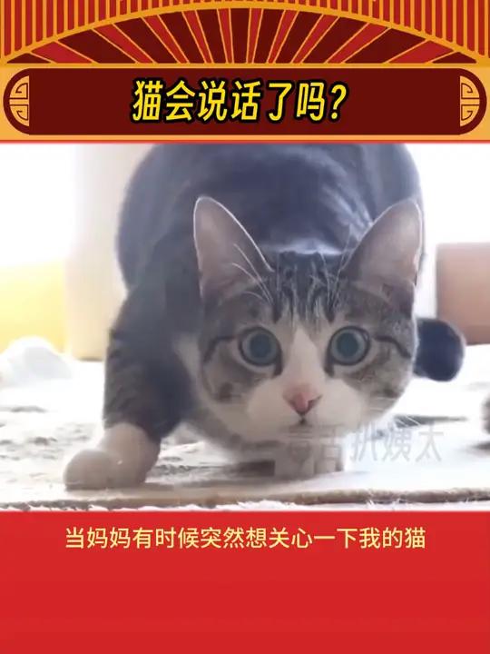 猫猫:你在这等着啊!我去给你炒俩菜!可可爱爱 猫猫 娱乐评论大赏
