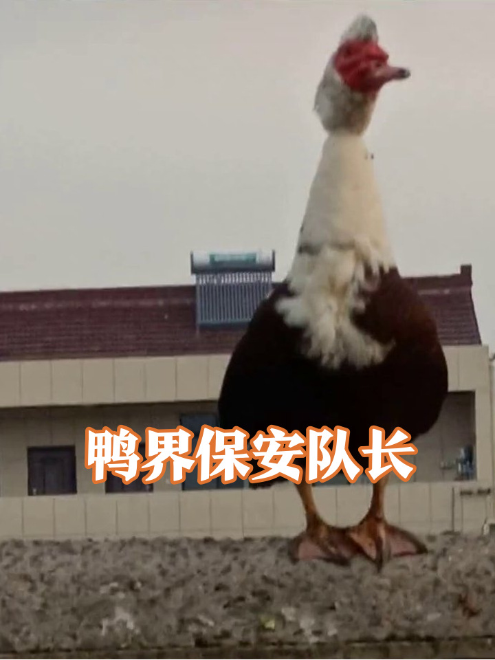 鸭子站墙当保安,红脸红脖一脸严肃,网友:比我小区门卫还敬业
