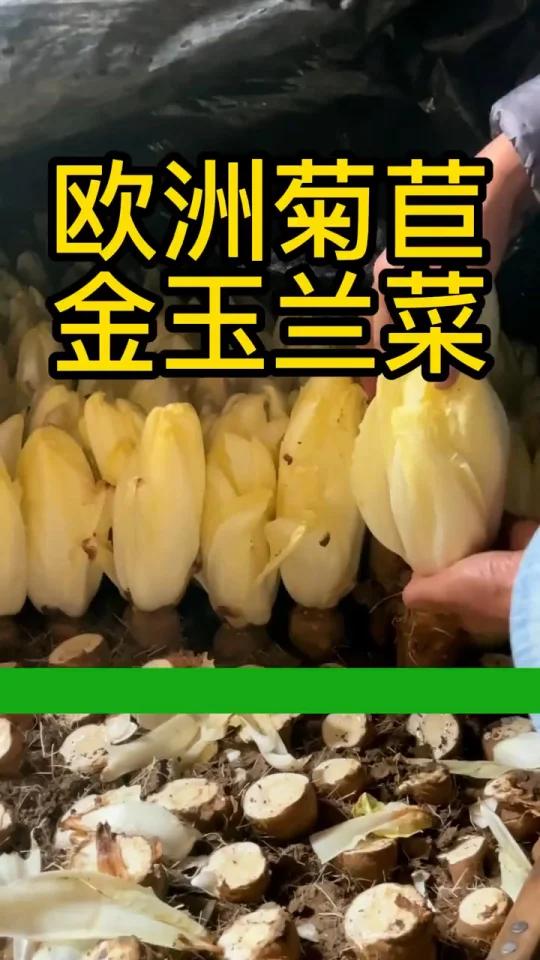 欧洲菊苣也叫金玉兰菜,营养赛鲍鱼,生吃凉拌热炒怎么做都好吃