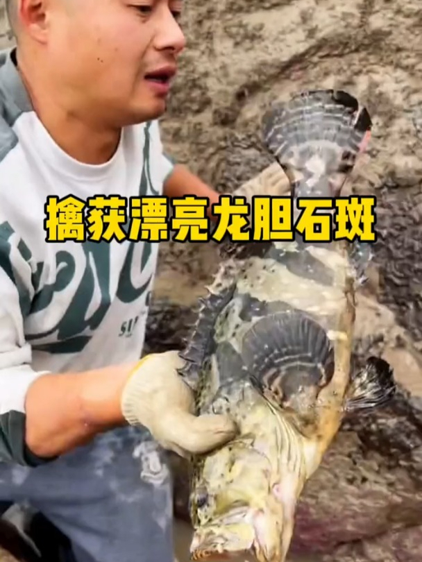 擒获漂亮龙胆石斑鱼!