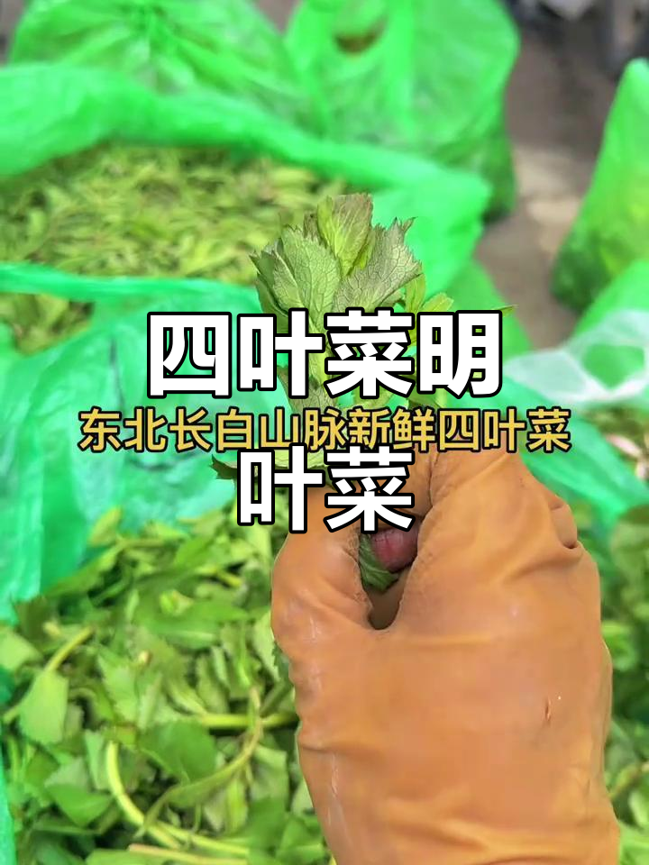 东北长白山四叶菜,明月菜的独特美味与吃法