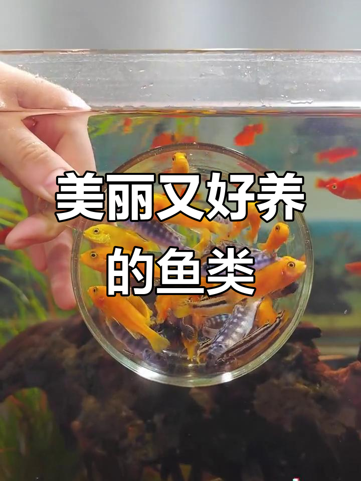 三湖慈雕鱼,色彩艳丽且易养,水质食物都不挑剔!