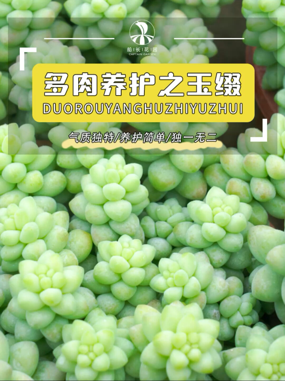 多肉玉缀如何养护?