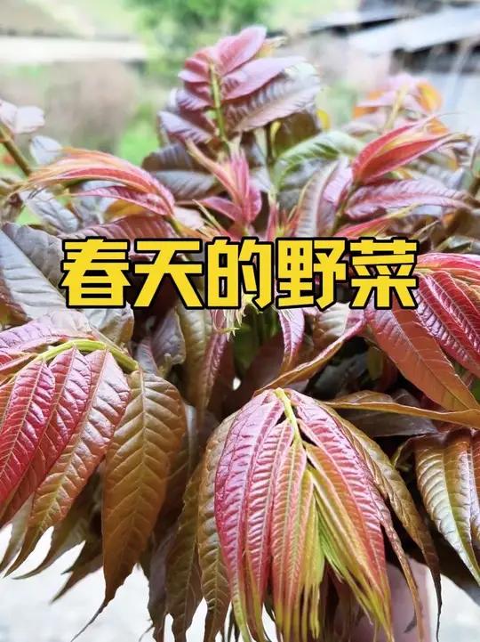 湖南永州大山里都是宝藏，春天走进大山也不会饿着人，又到了春天挖野菜的时候，能认全视频中的野