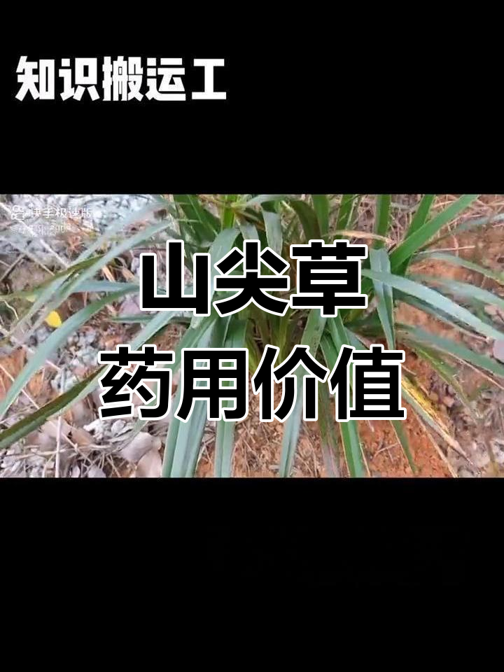 山尖草的药用功效与分布