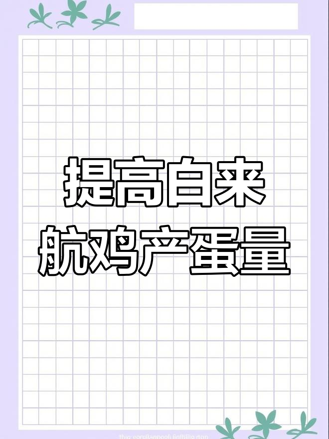 白来航鸡产蛋率最高,如何提高产量