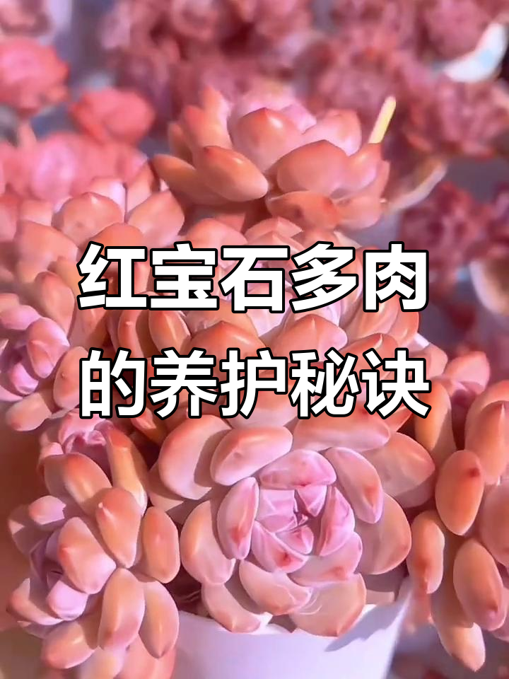 红宝石多肉,耐旱易养,新手也能轻松打理!