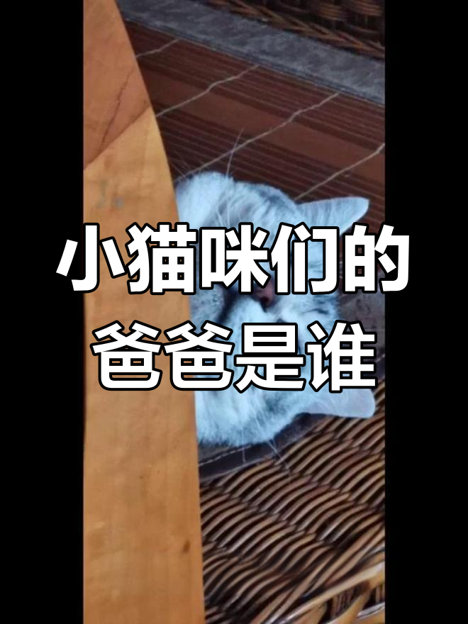 四只小奶猫,父亲到底是谁?