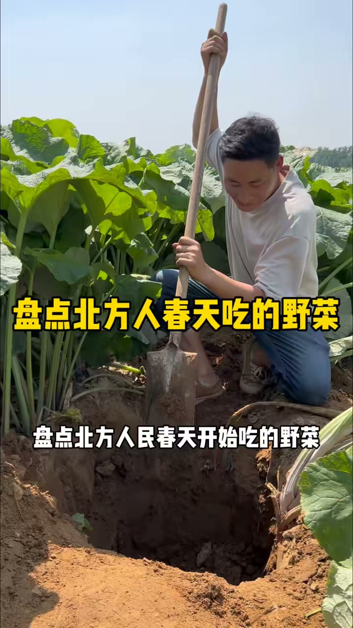 盘点北方人民春天要开始吃的野菜