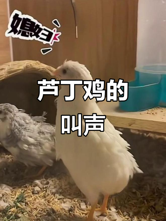 公鸡呼唤母鸡,回应声中充满爱意