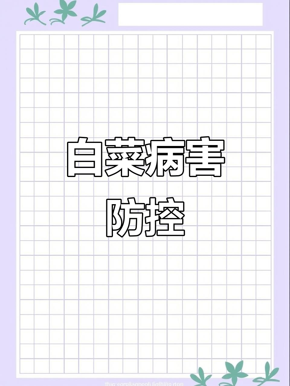 白菜细菌性角斑病防治技巧,农民必看!