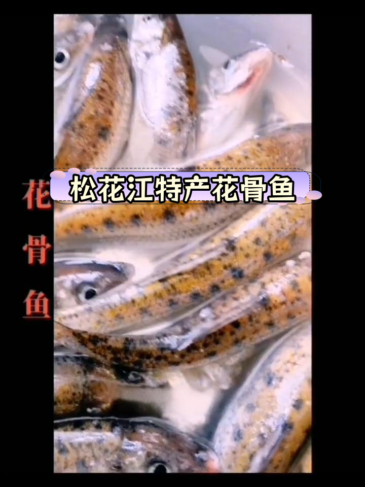 花骨鱼:黑龙江特有水产品