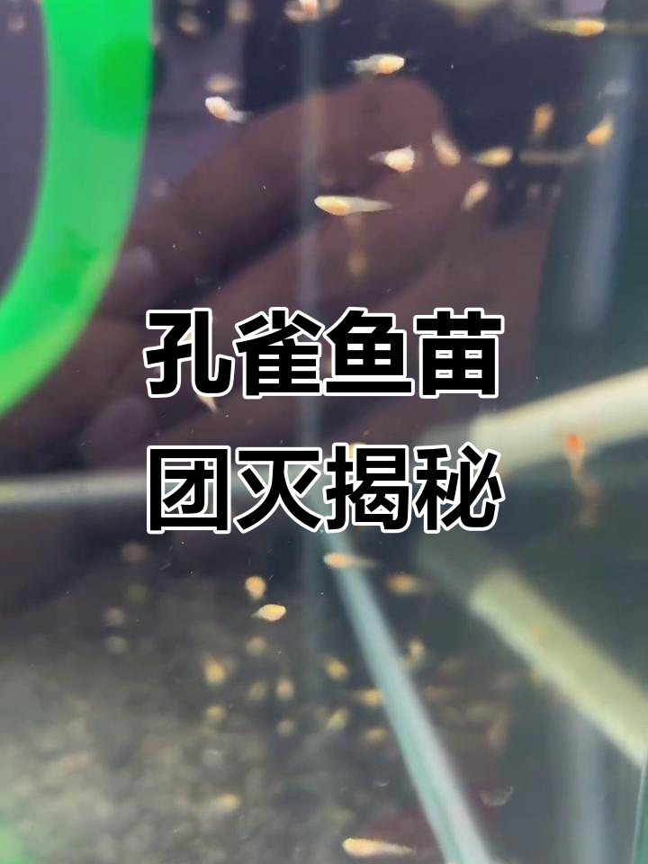 孔雀鱼苗团灭？其实是针尾作祟，冬季常见问题