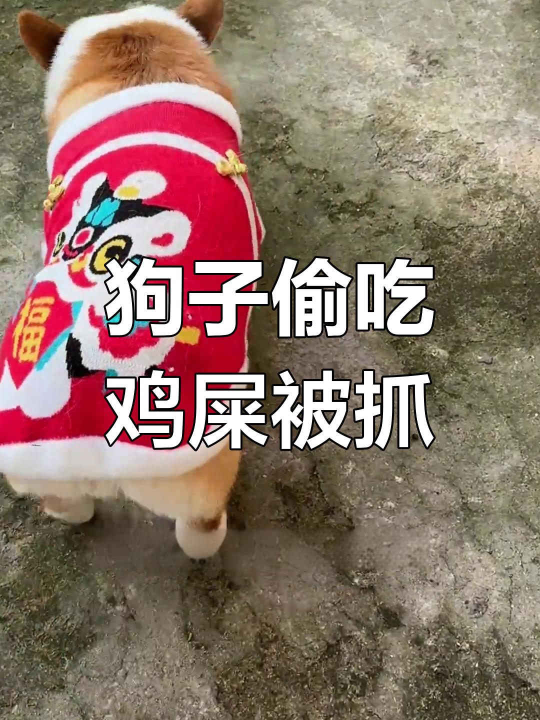 傻狗误吃鸡屎,被教训得不敢再跑